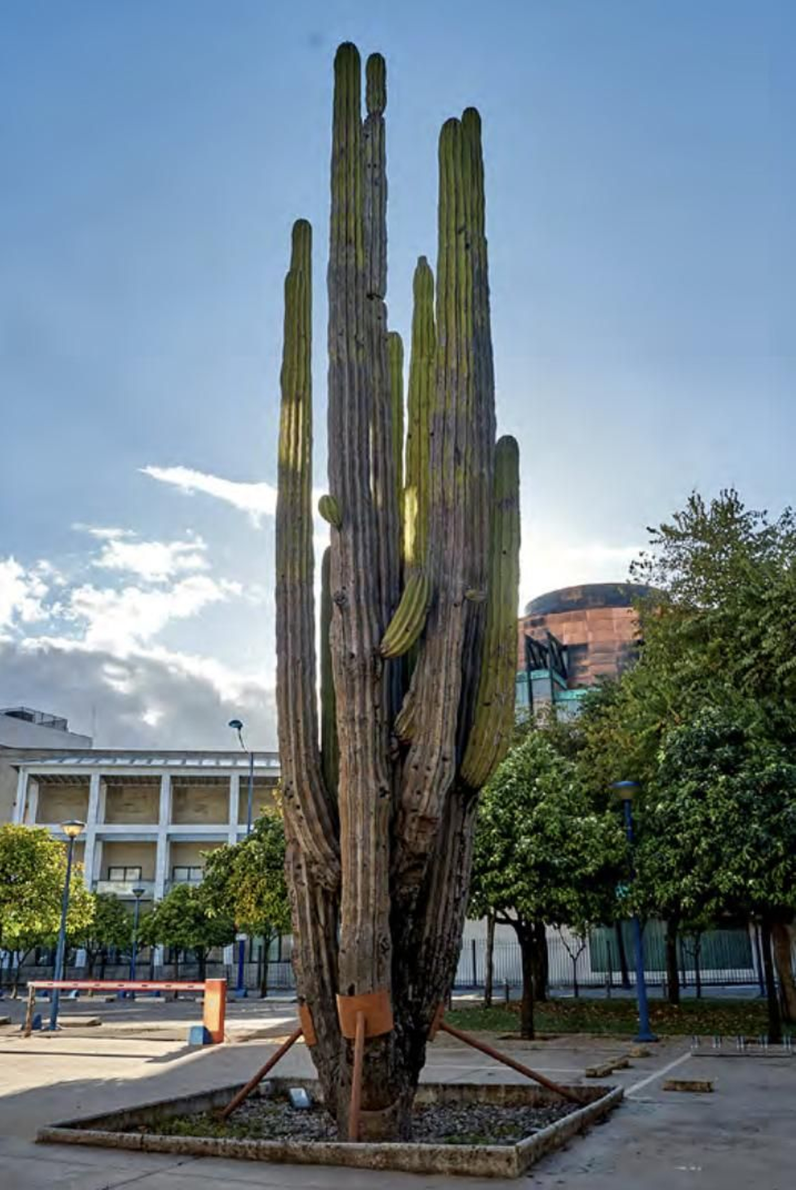 Los árboles más singulares del nuevo catálogo de Sevilla
