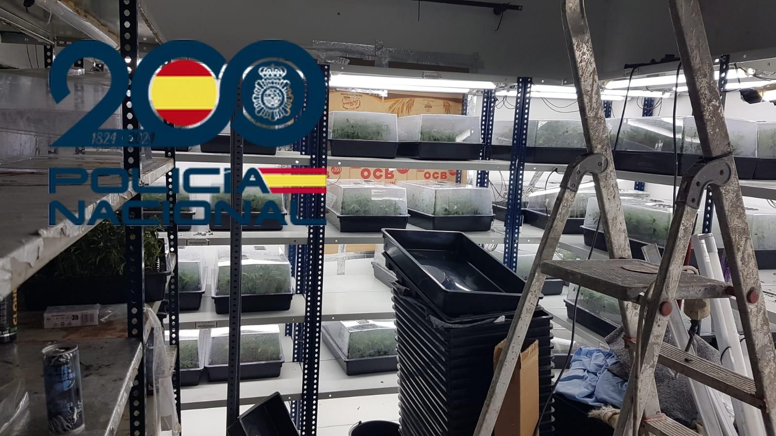 El laboratorio de esquejes de marihuana desmantelado en Sevilla.