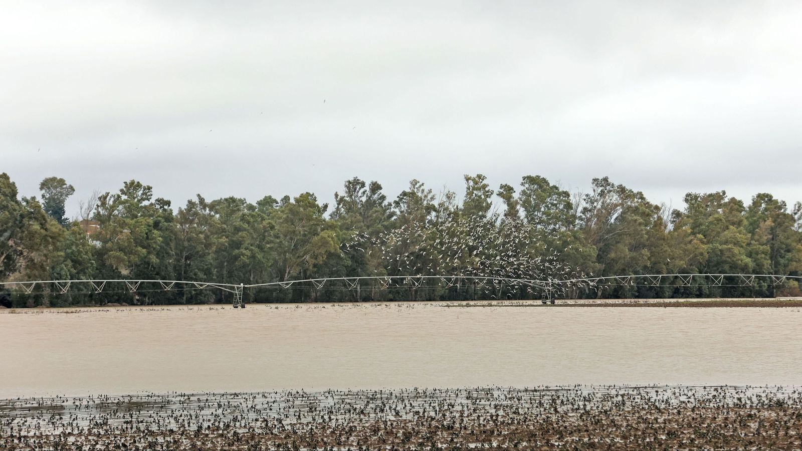 Parcela cubierta de agua en la zona de Torrecera.