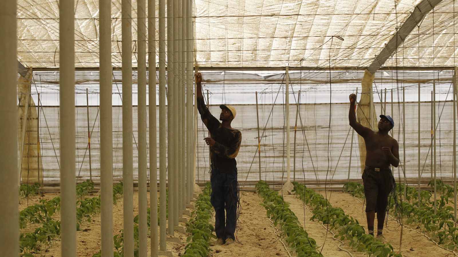 Dos trabajadores inmigrantes  realizando labores en un invernadero.