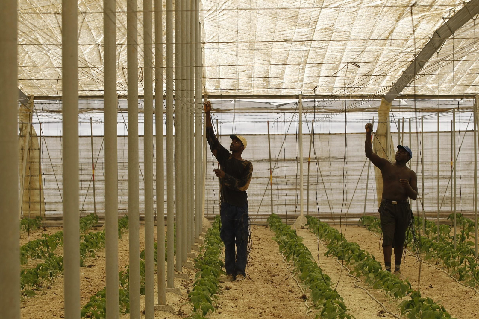 Dos trabajadores inmigrantes  realizando labores en un invernadero.