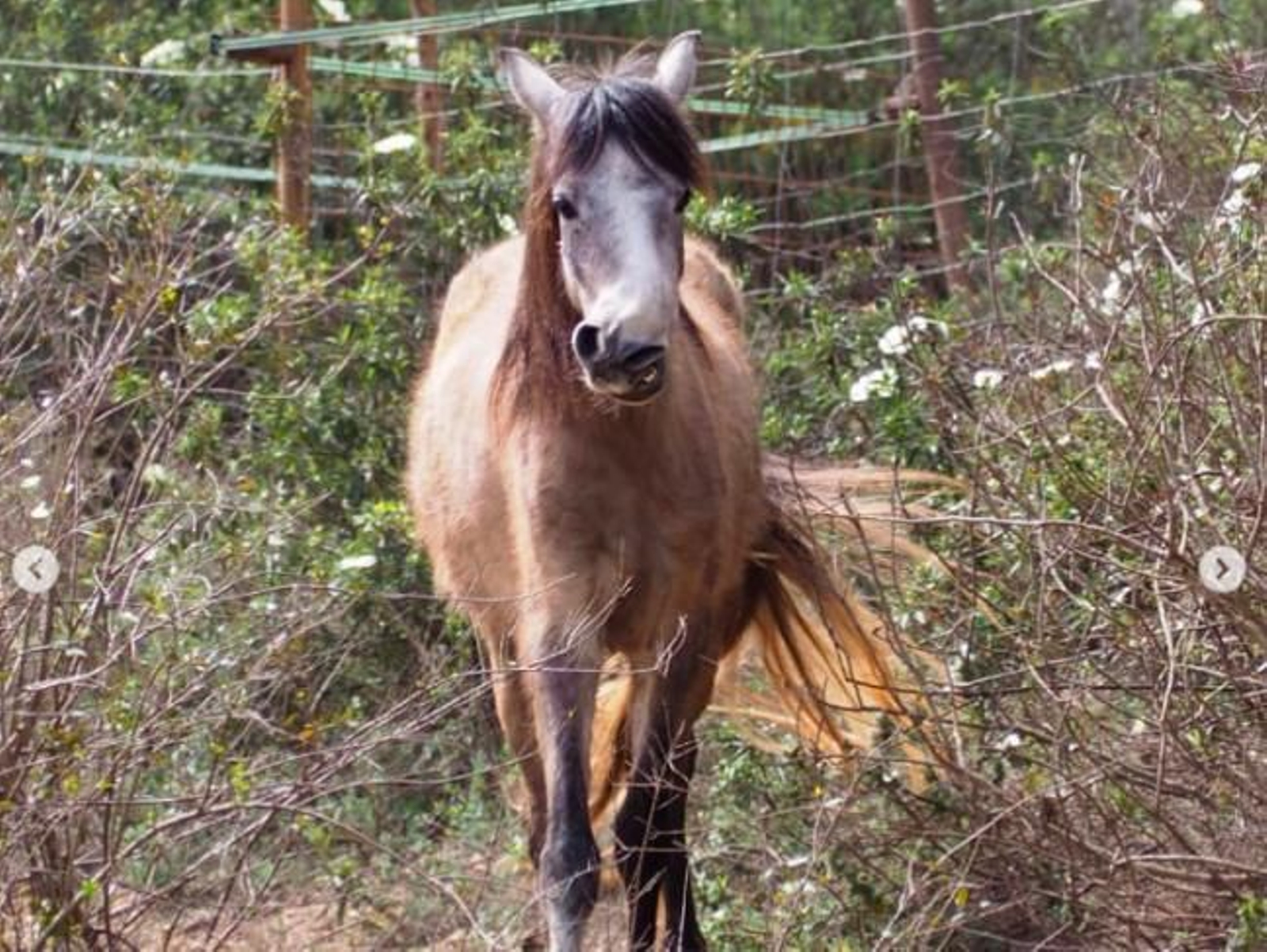 El triste caso de Humi, el caballo que nadie quiere por ser feo El triste caso de Humi, el caballo que nadie quiere por ser feo