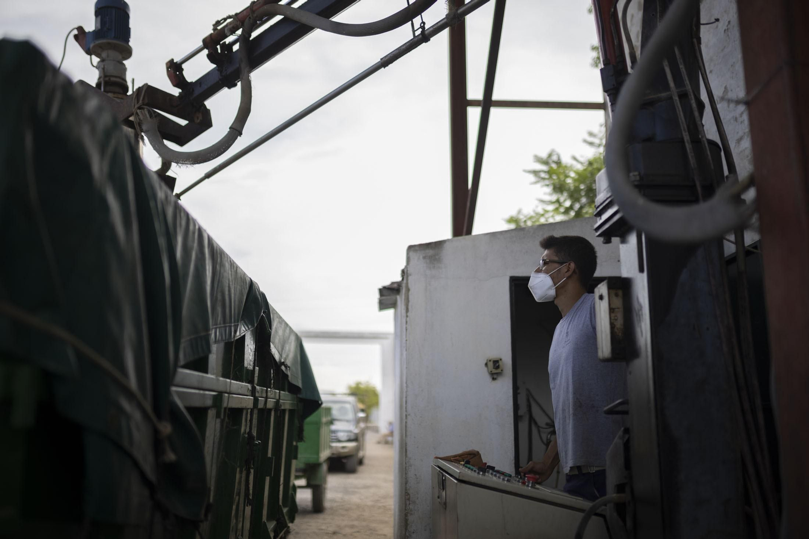 Imágenes de la vendimia en el Condado de Huelva