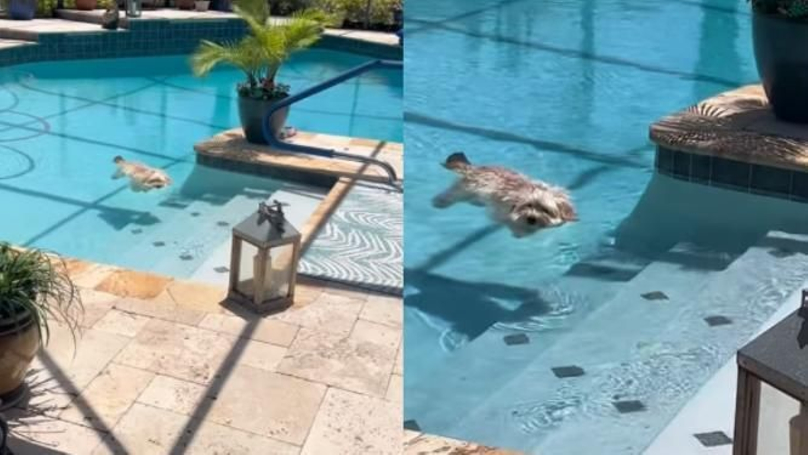 Un perro se viraliza por tener la flotabilidad perfecta en una piscina