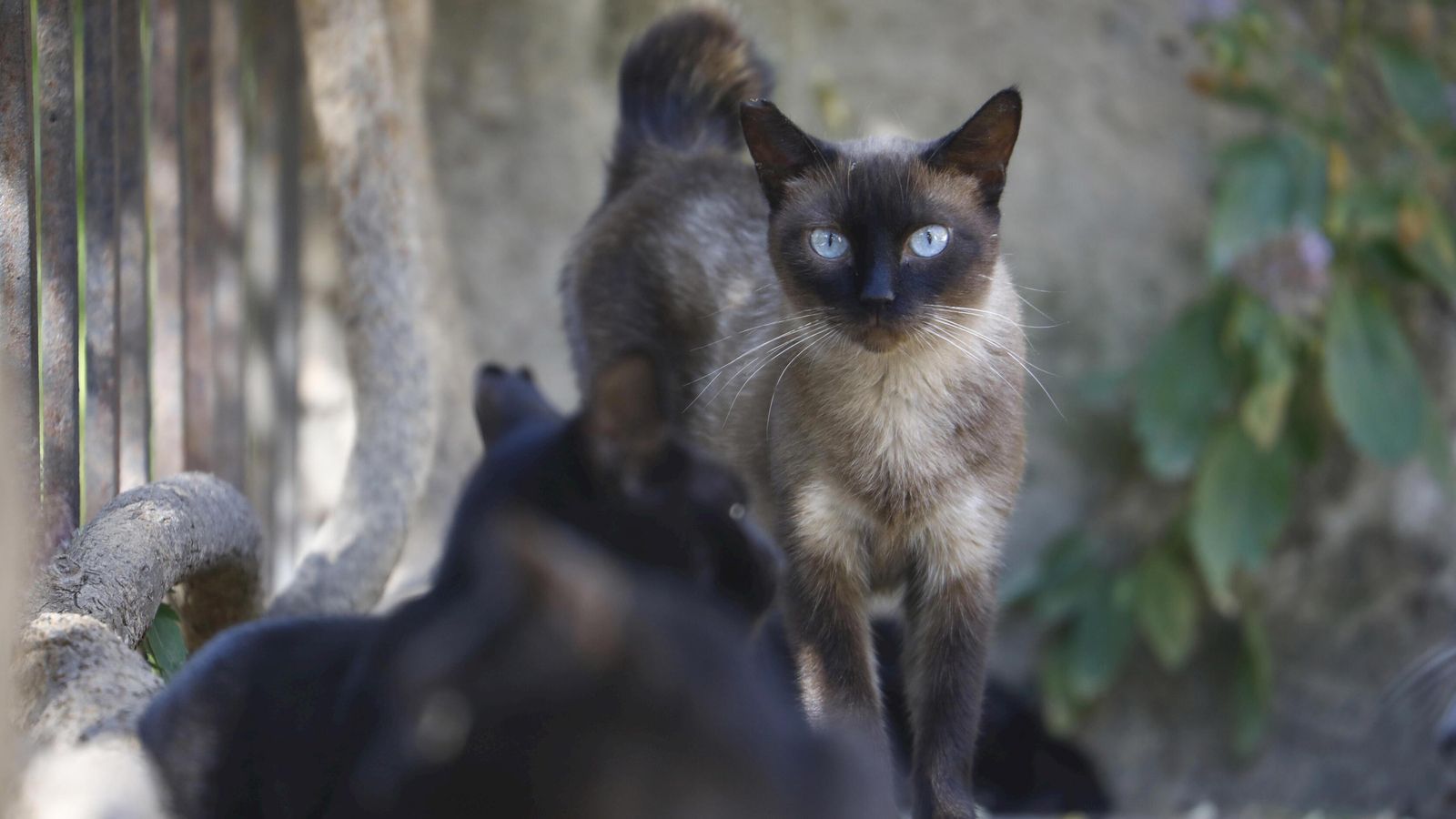 Alimentar a los gatos en la vía pública está prohibido en Algeciras.