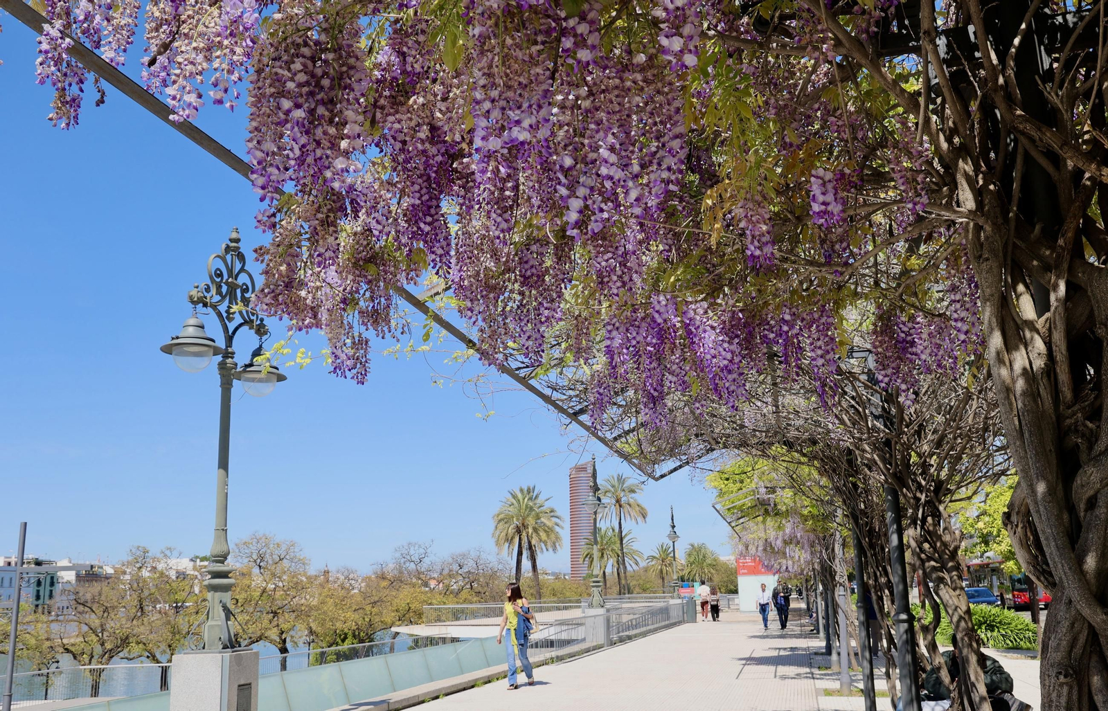La belleza de las glicinias del Paseo de Cristóbal Colón