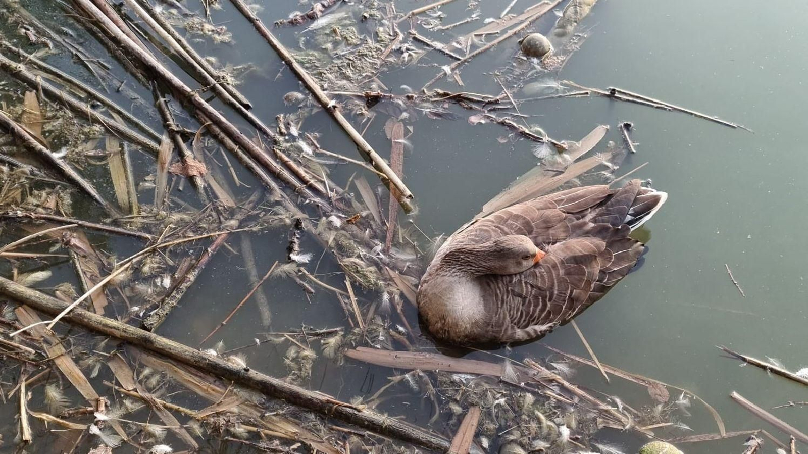 Una de las aves muertas en el Parque del Tamarguillo. Una de las aves muertas en el Parque del Tamarguillo.