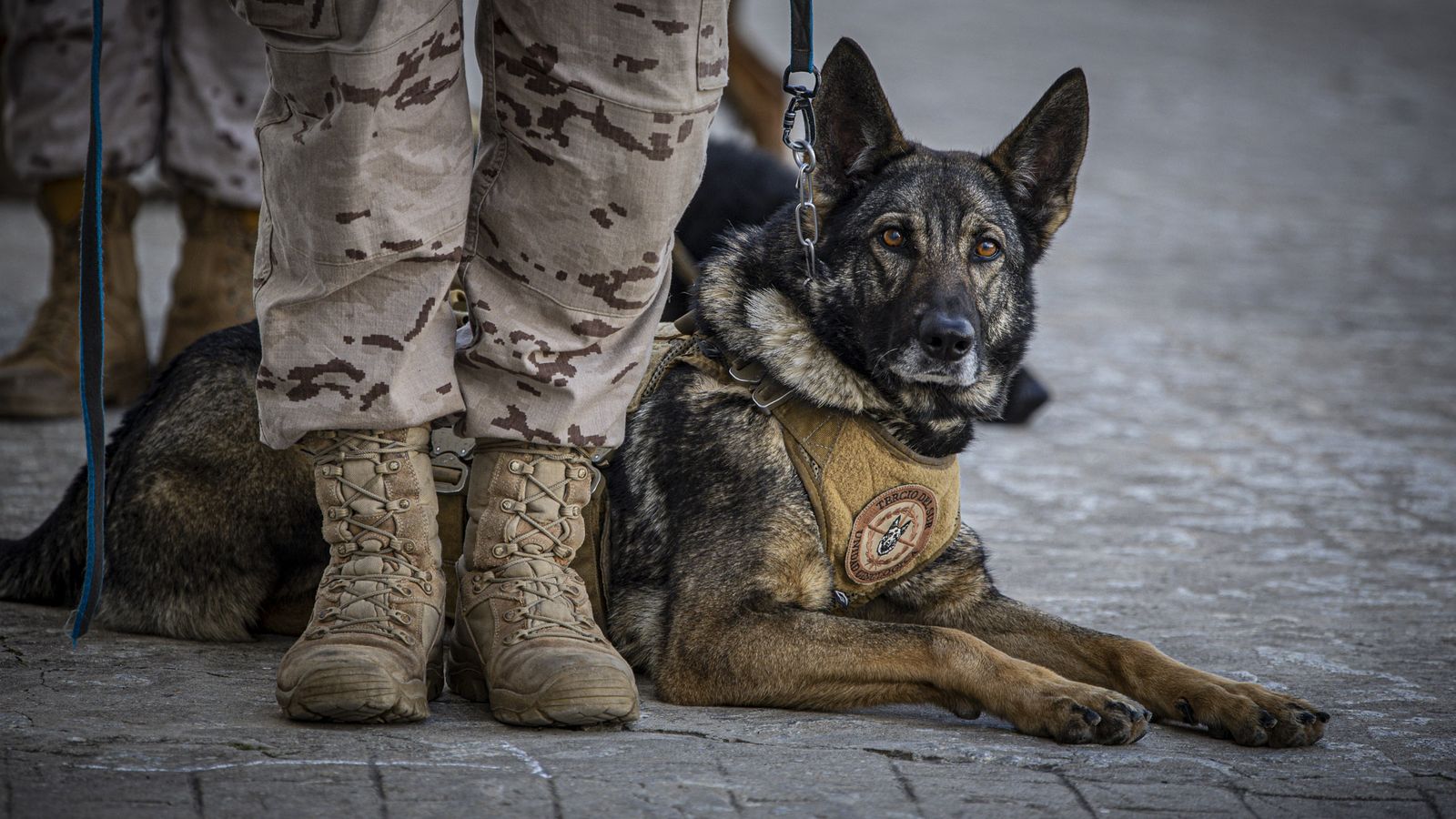 Las imágenes de la celebración del 489º Aniversario de la Infantería de Marina en Cádiz