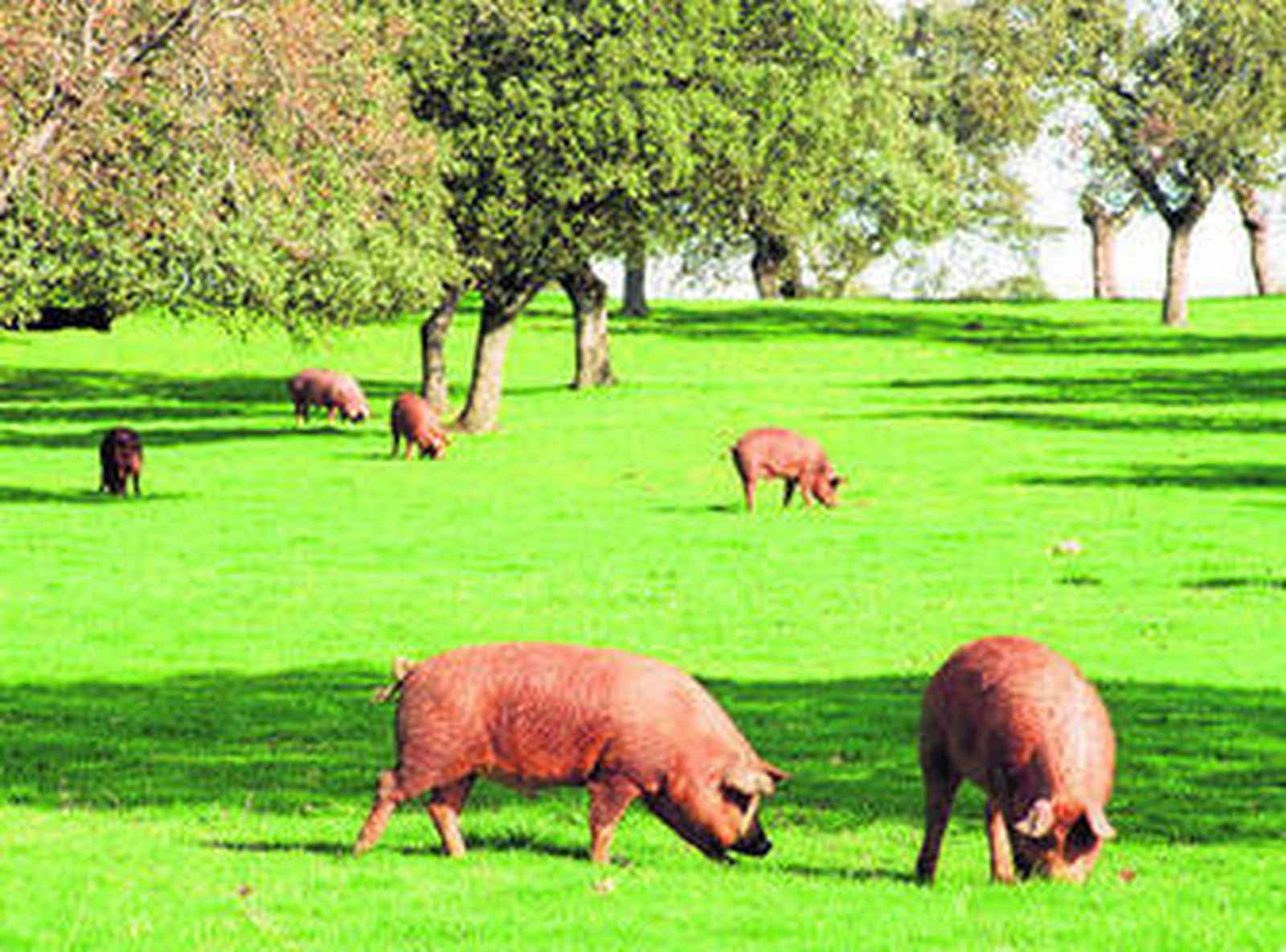 Una piara de cerdos en una dehesa pedrocheña.