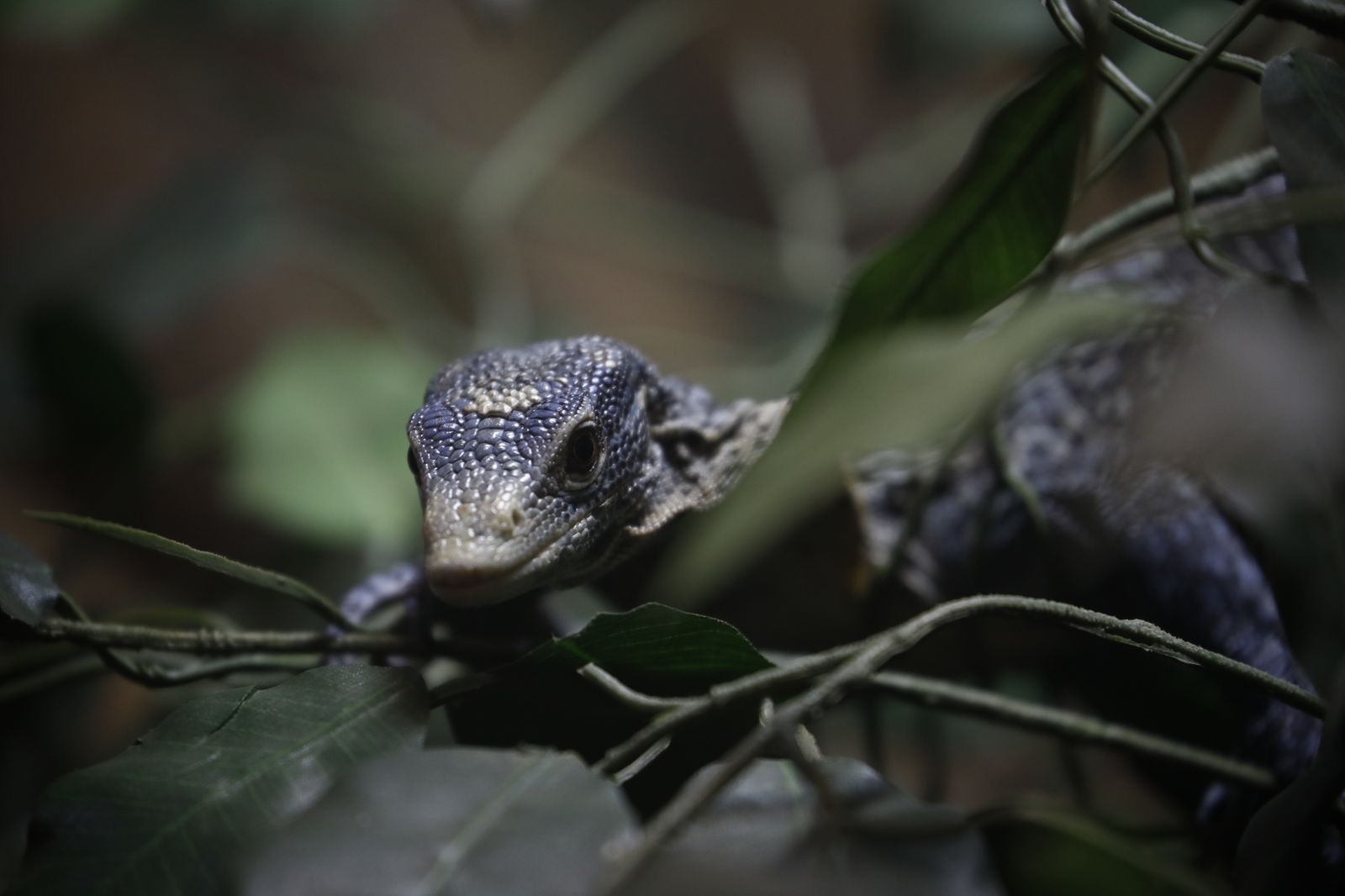 El nuevo reptilario del zoológico de Córdoba, en fotografías