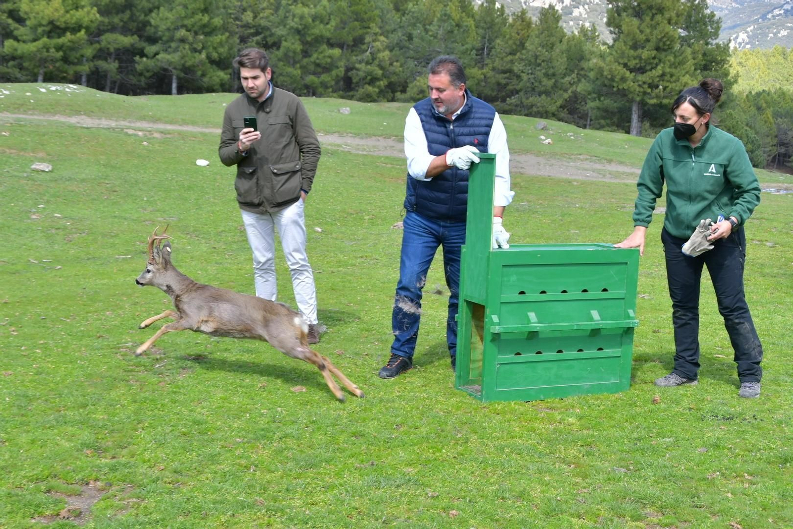 La suelta de un nuevo ejemplar de corzo en la Sierra de Huétor