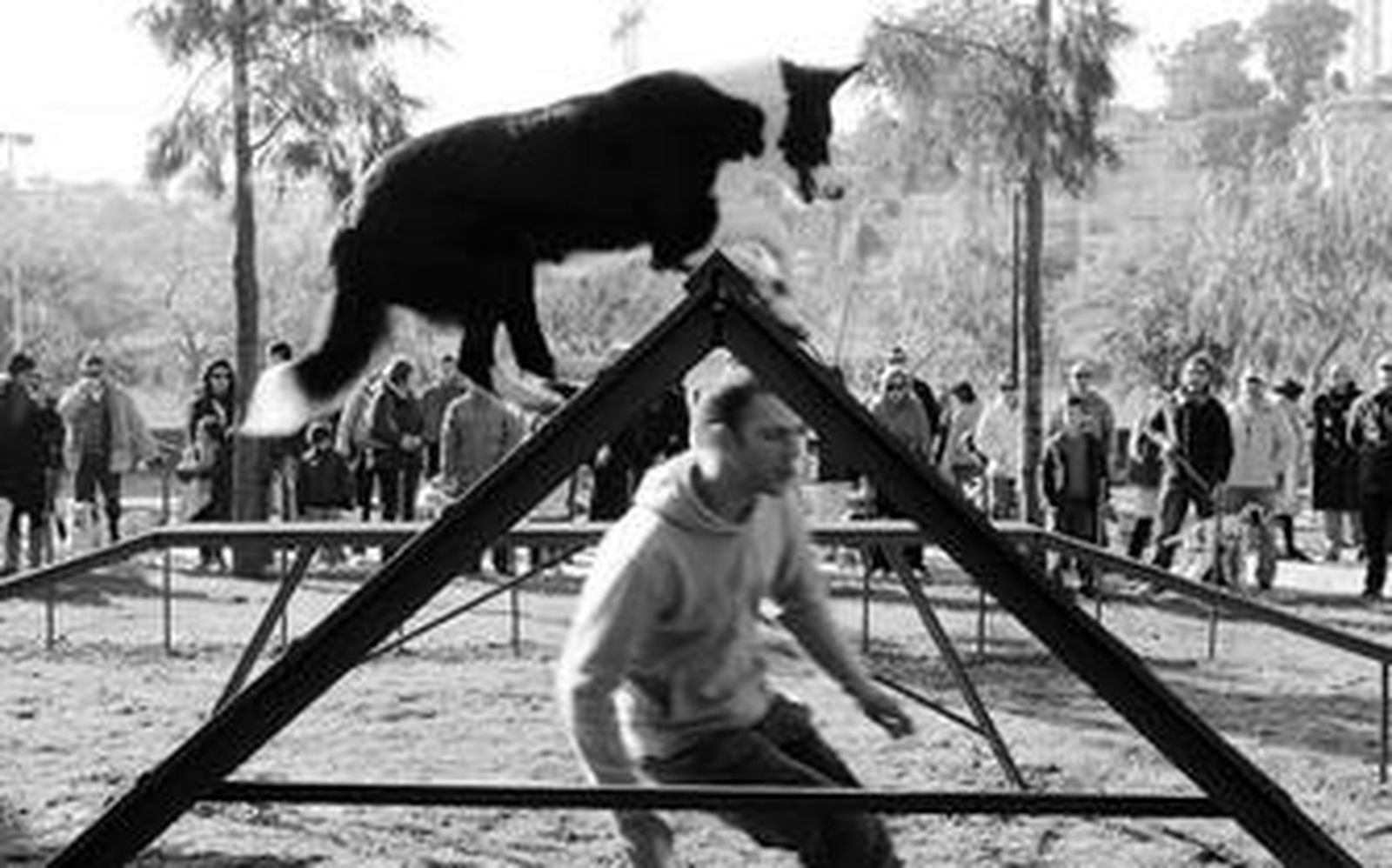 Exhibición canina en la modalidad de 'Agility' durante la inauguración del parque.