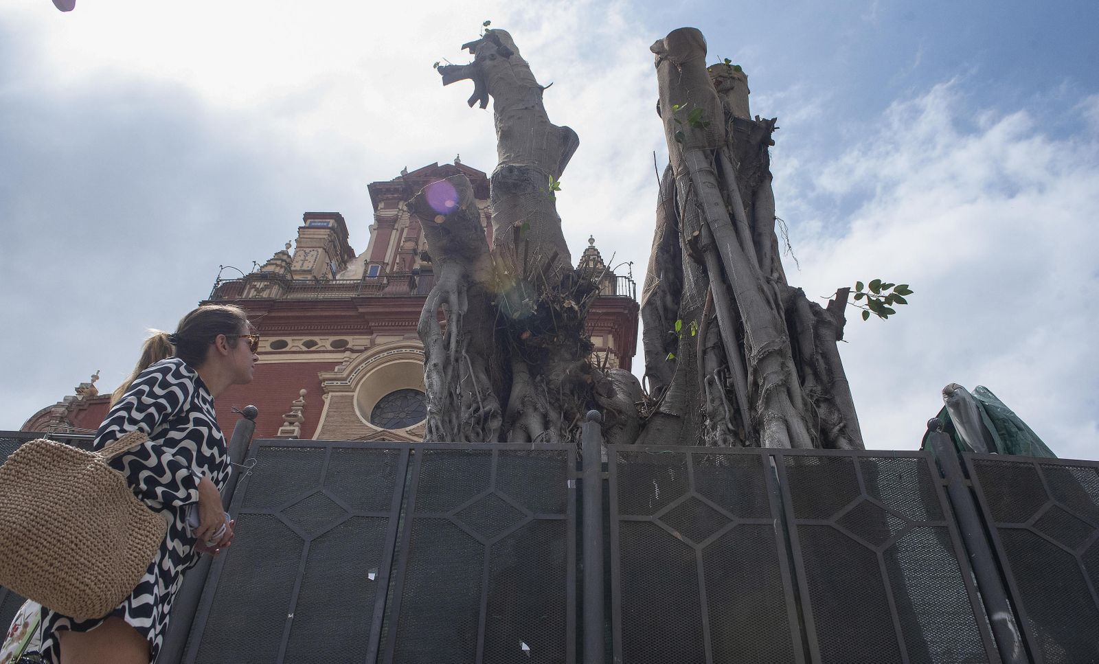 Estado en el que ha quedado el ficus de San Jacinto tras la tala de agosto.