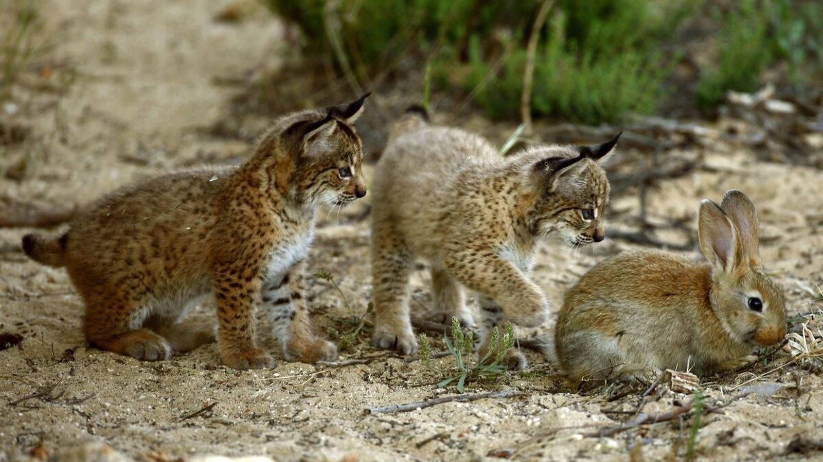 Crías de lince ibérico en Doñana