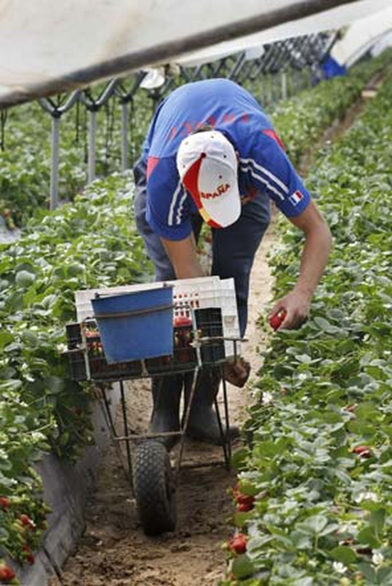 Entre Mazagón y Palos se extiende un mar blanco que oculta los campos de fresa, que oculta el lugar de ninguna parte de los africanos derrotados

Foto: Fito Carreto