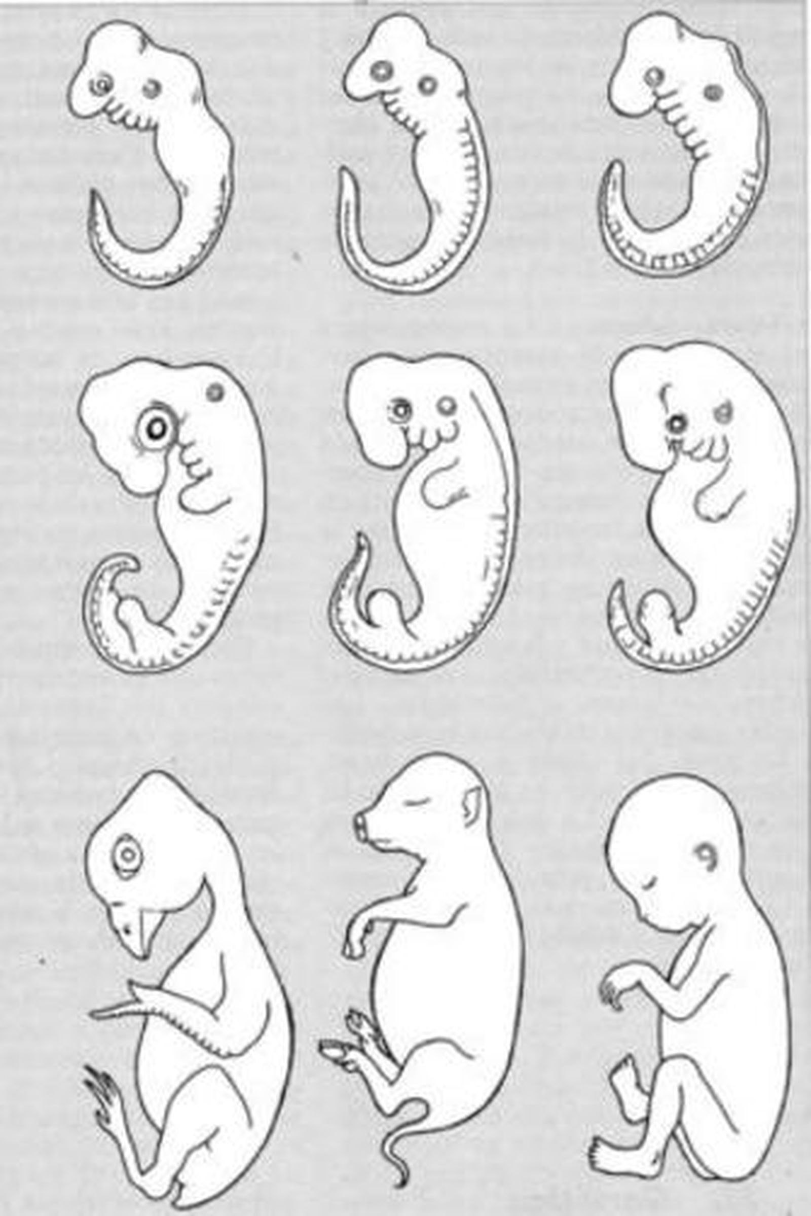 Del óvulo al embrión y a un ser hecho por completoLa mujer fue antaño muy postergada en España