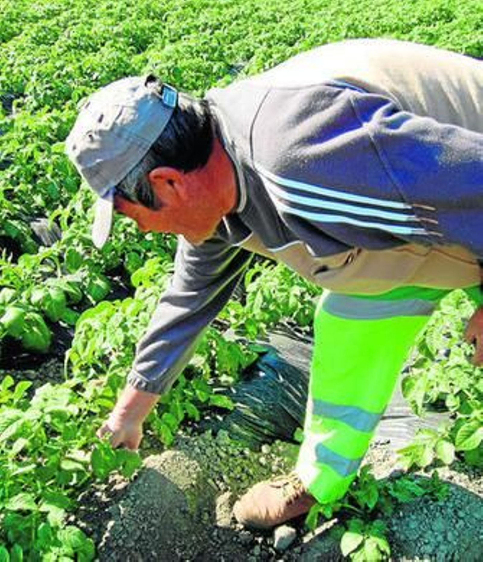 Los agricultores aseguran que los efectos del veto ruso han sido "devastadores".