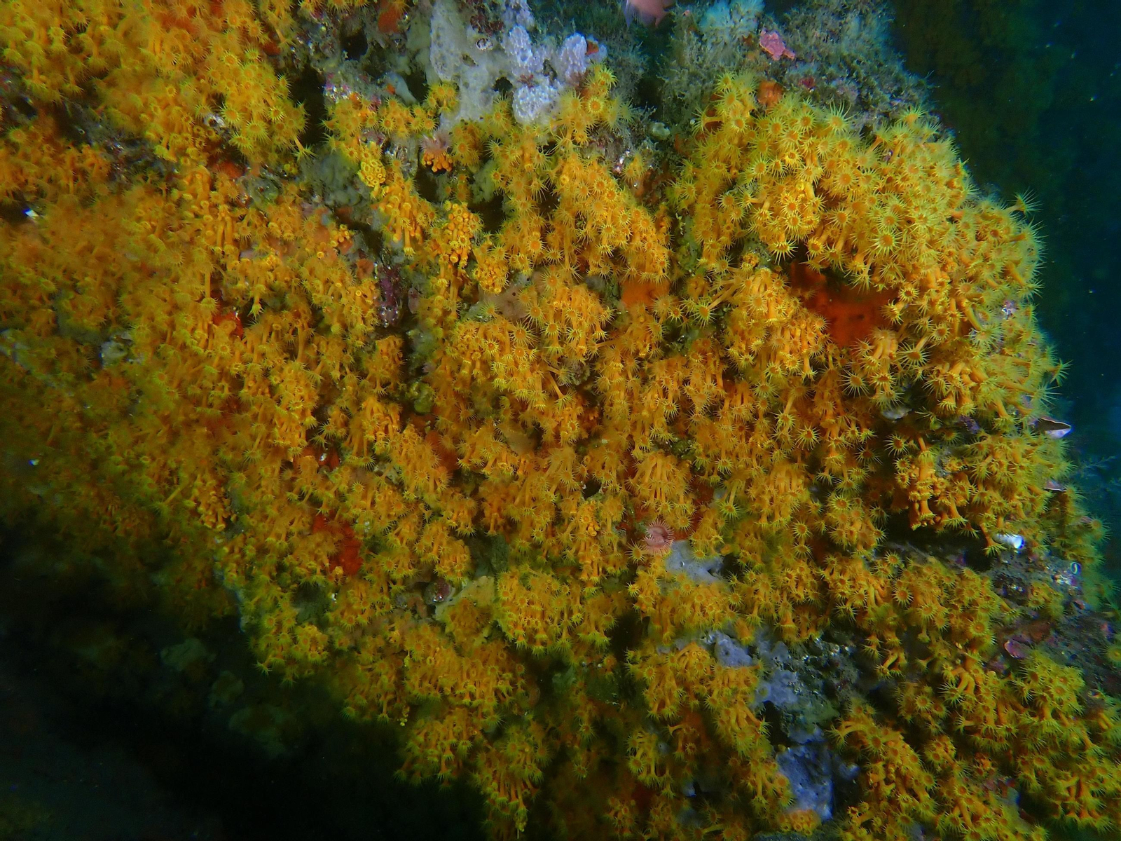 Parazoantus brevitentacularis