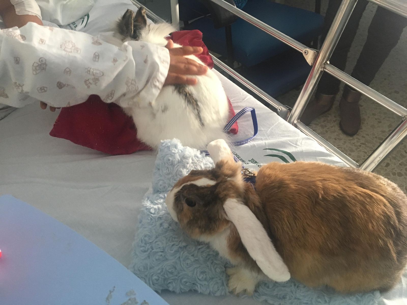 Un menor ingresado acaricia a uno de los conejos enanos.