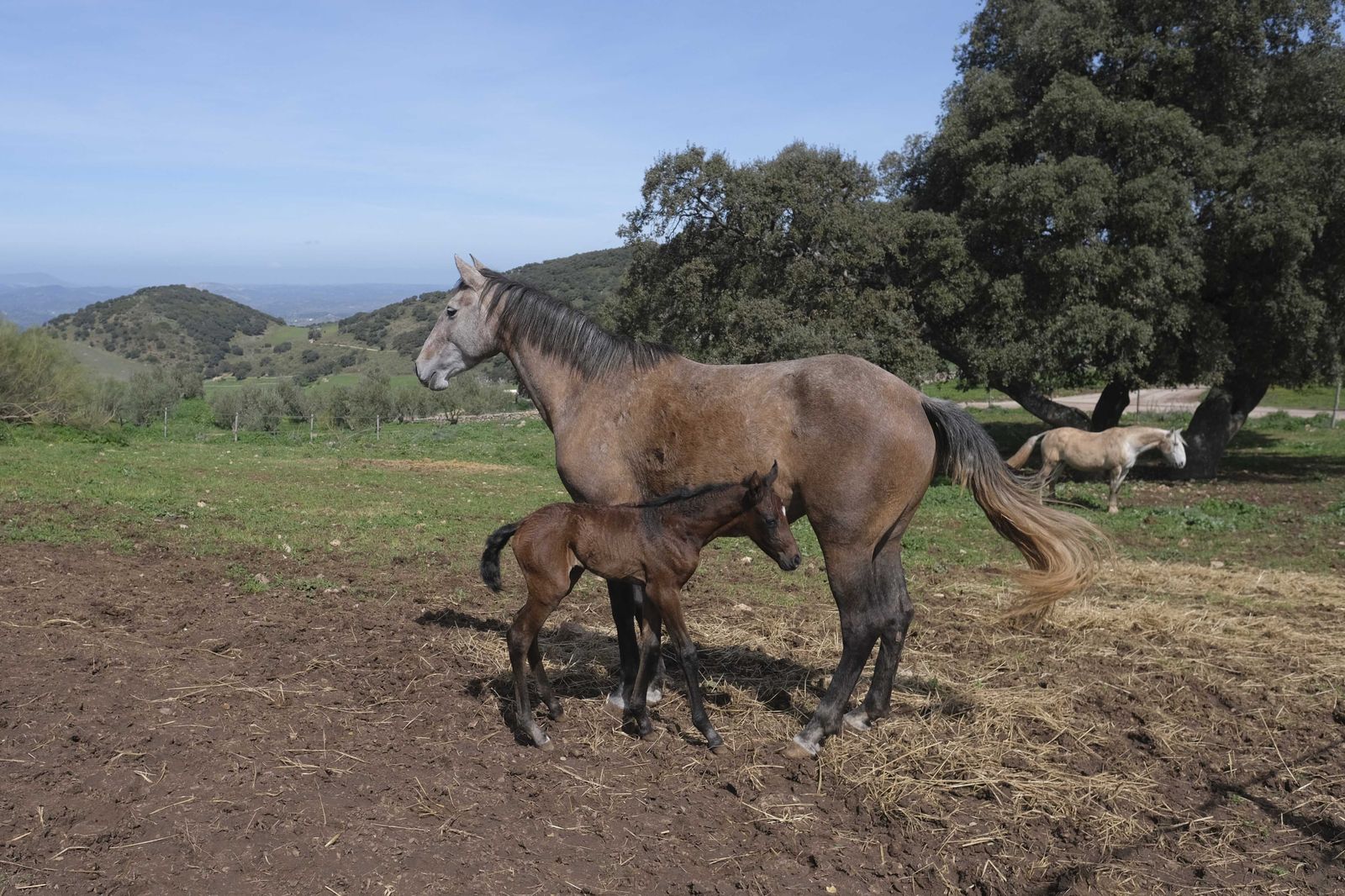 La Donaira, en fotos