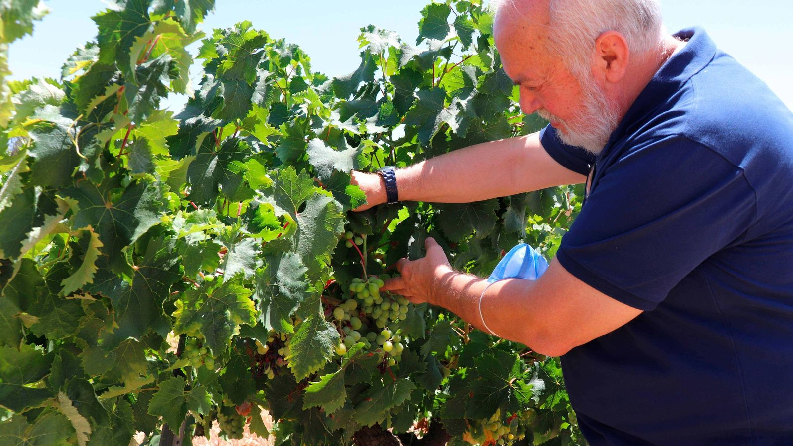 Manuel Infante revisando un viñedo de la D.O.P. Condado de Huelva.