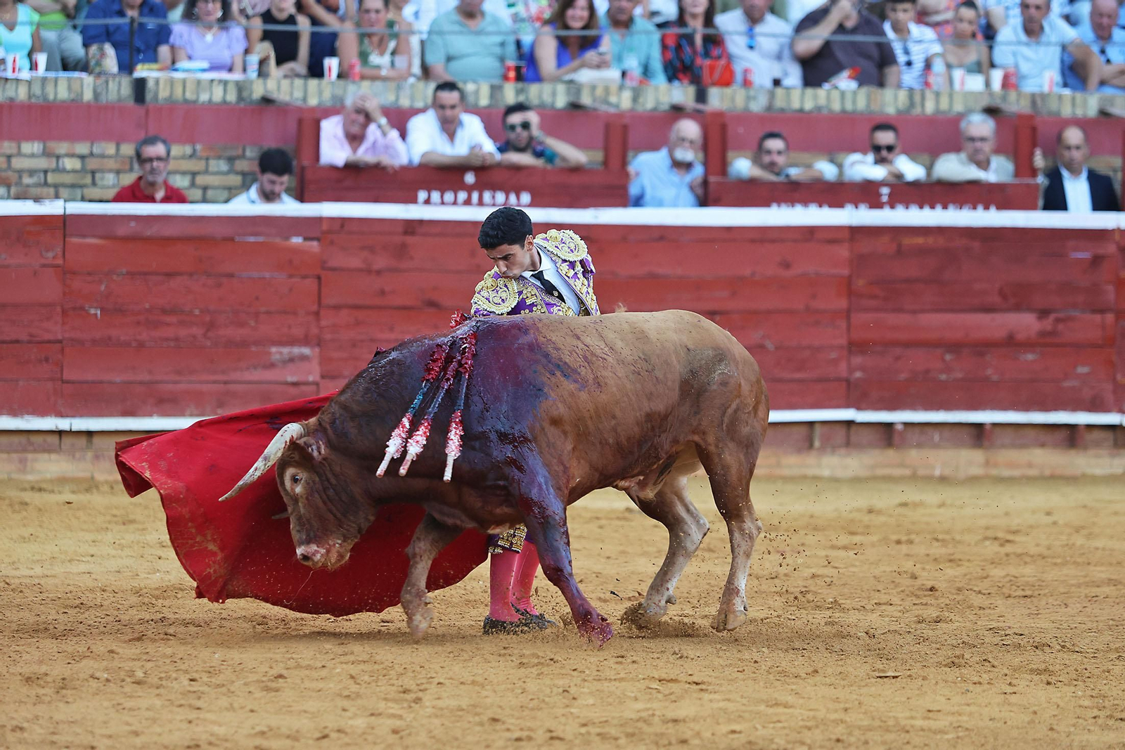 Toros La Merced 2024 Novillada con picadores(