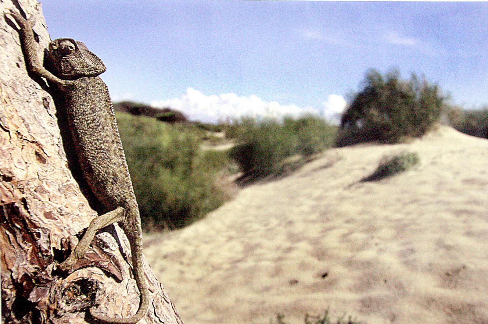 Imagen de archivo de un camaleón común en el cordón dunar