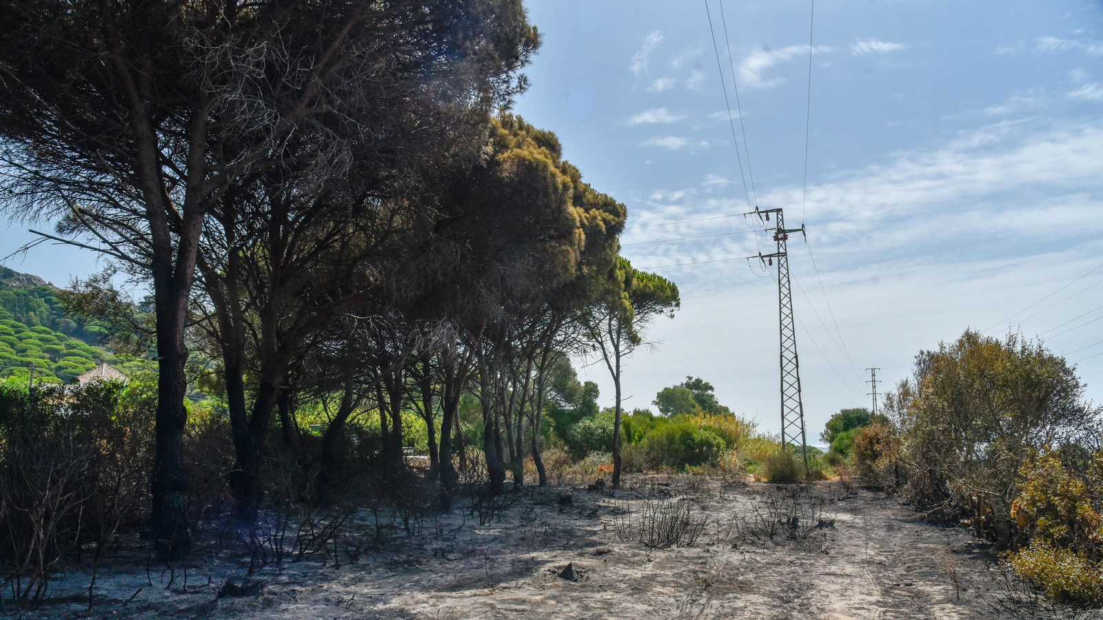 Fotos del incendio de Valdevaqueros que arrasó con 11 hectáreas de Parque Natural del Estrecho Las fotos de la zona afectada por el incendio de Valdevaqueros