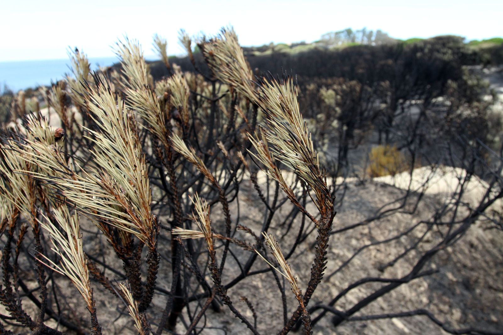 Imágenes de las consecuencias del incendio de Moguer