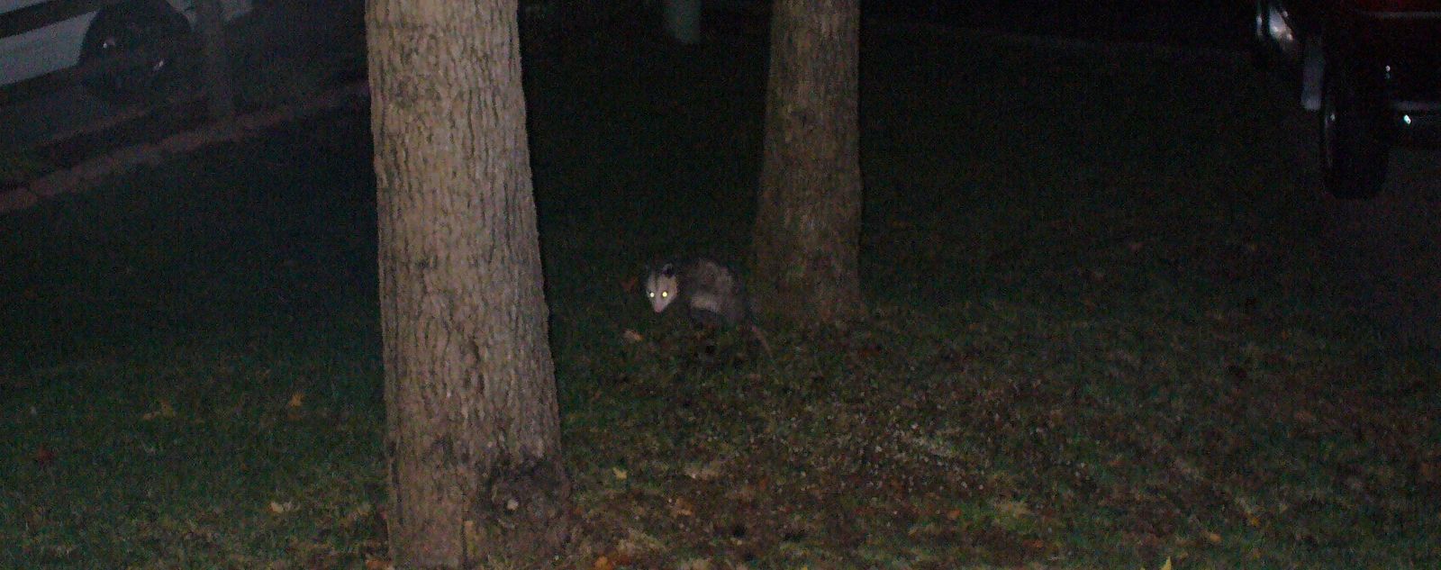 El chupacabras es uno de los más populares seres estudiados por la criptozoología.