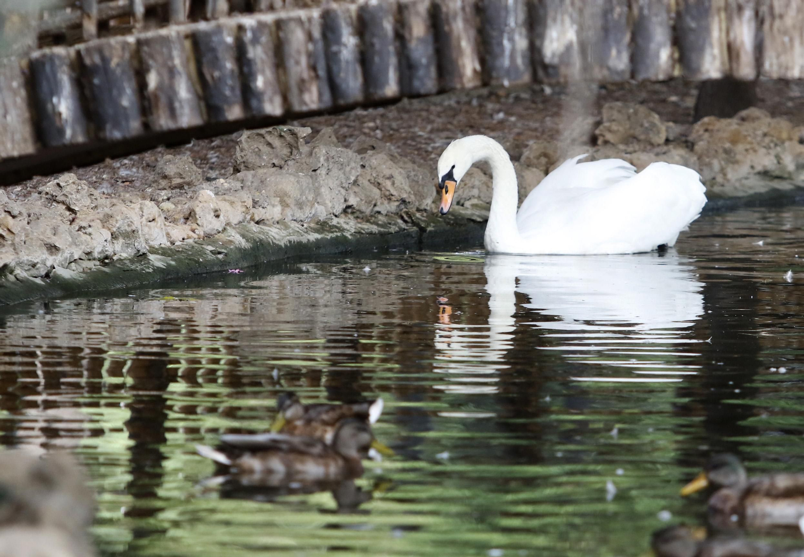 Uno de los estanques de aves del Zoo de Córdoba.