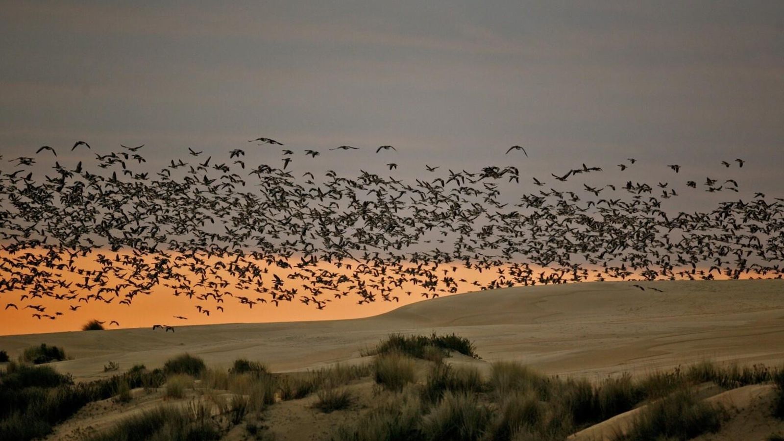 Bandada de ánsares en las dunas de Doñana.