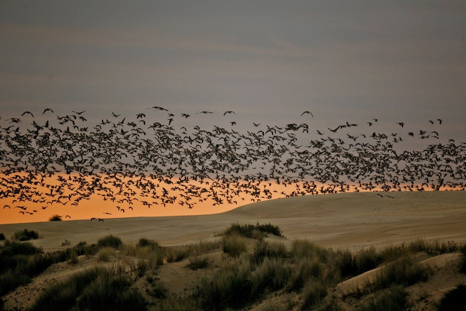 Bandada de ánsares en las dunas de Doñana.