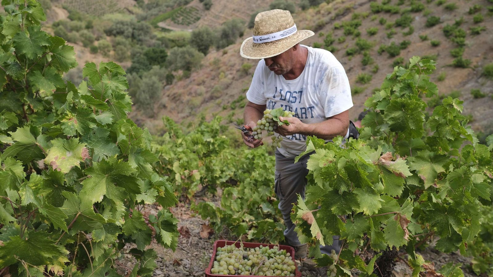 La mayoría de los viticultores no son jóvenes.