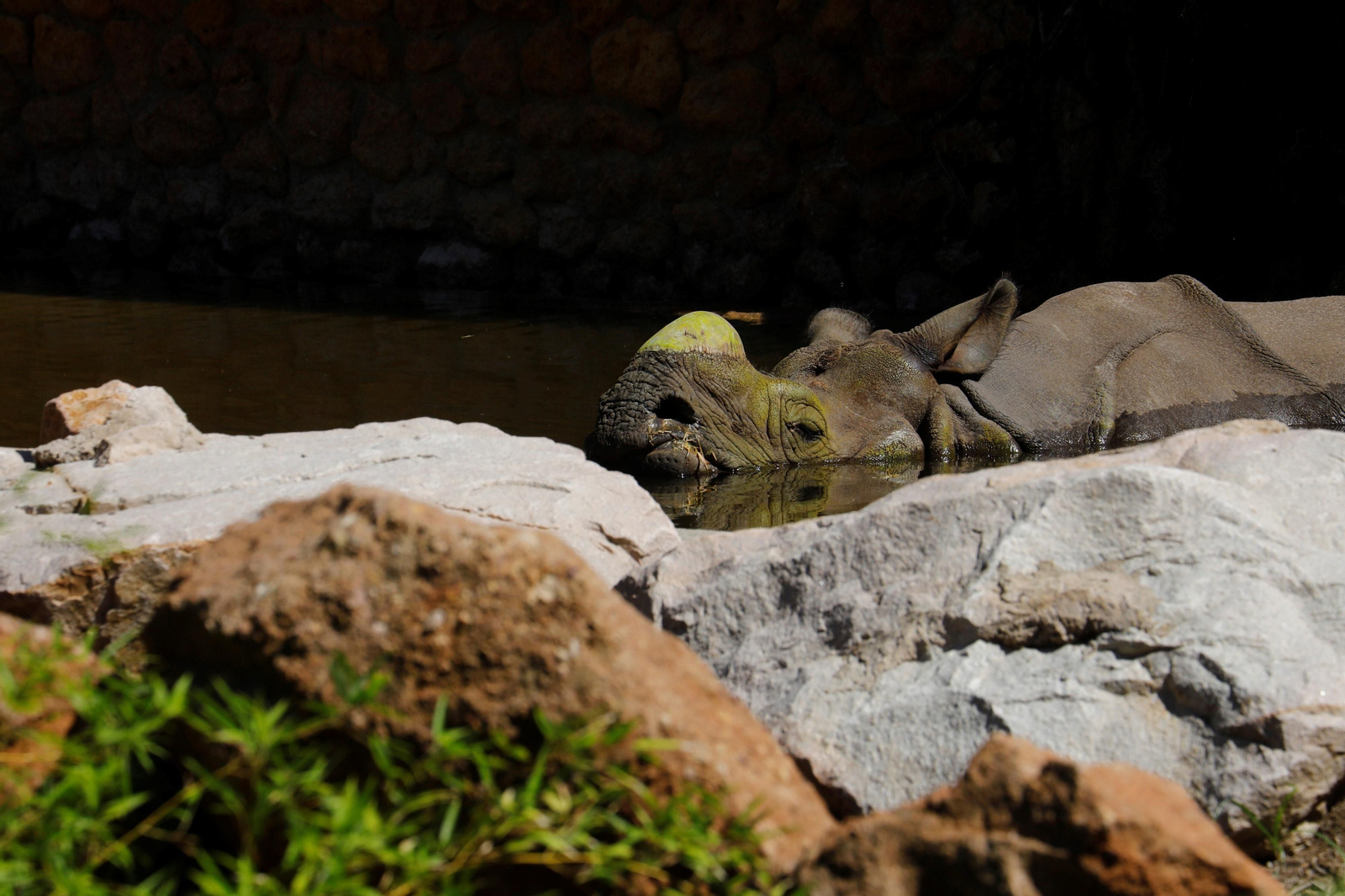 Así es Manas, el rinoceronte indio del Zoo de Córdoba