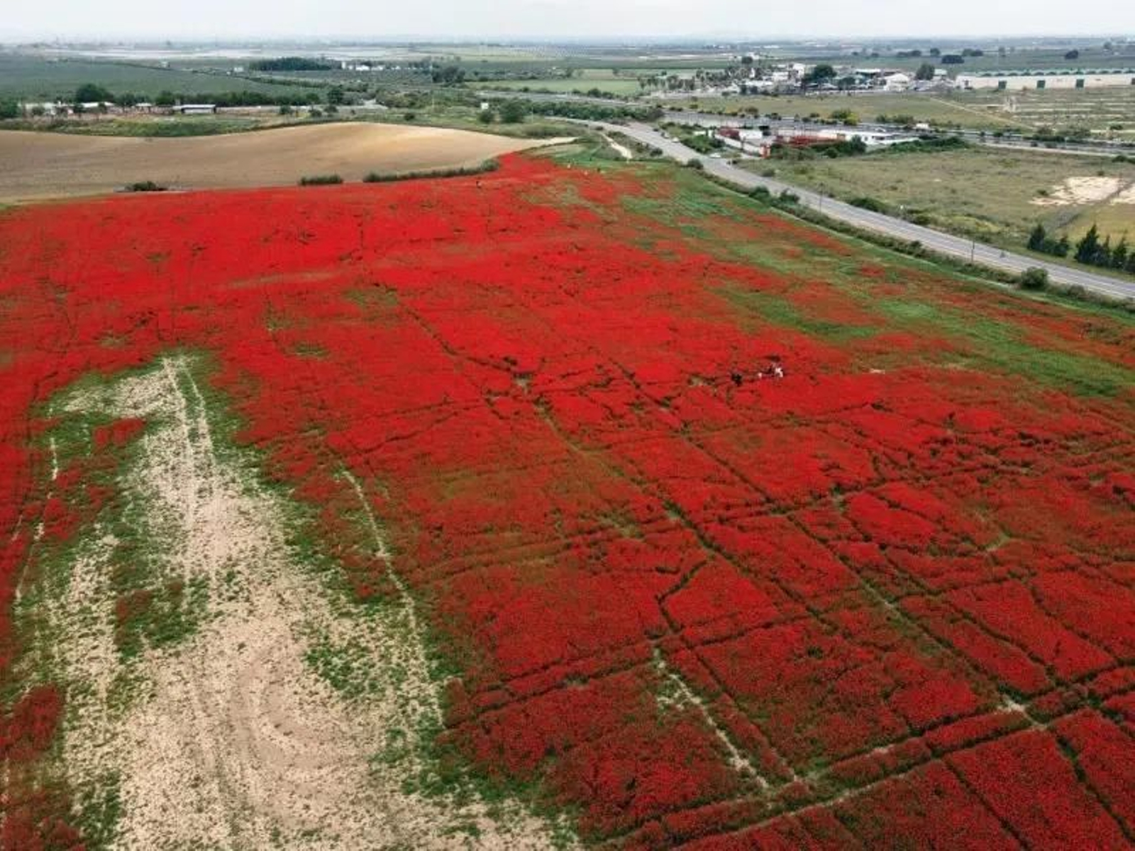 Un campo de amapolas de Alcalá, casi destrozado tras hacerse viral en redes