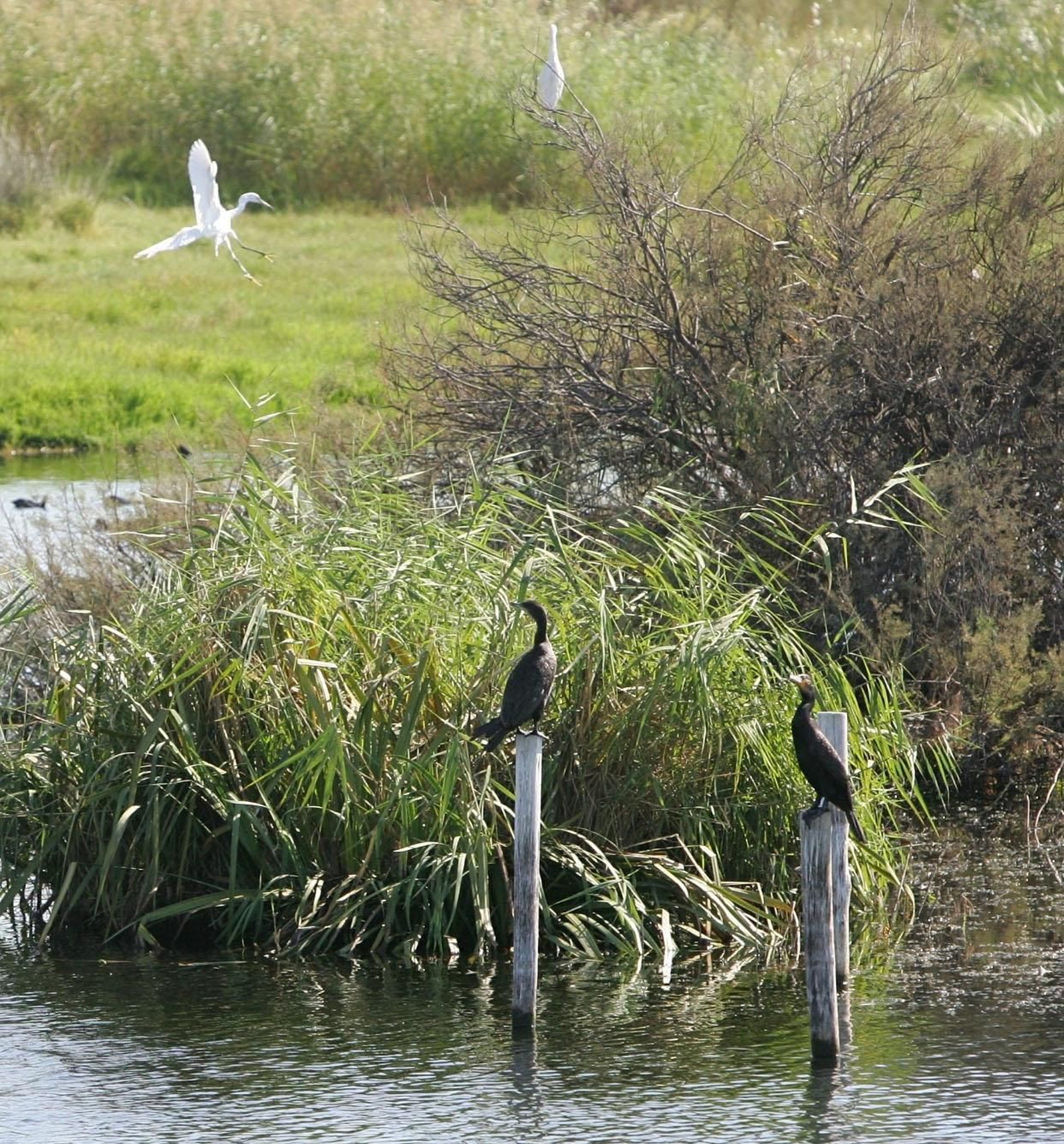 Más de 150 especies de aves visitan la Laguna, de las cuales 61 están amenazadas.