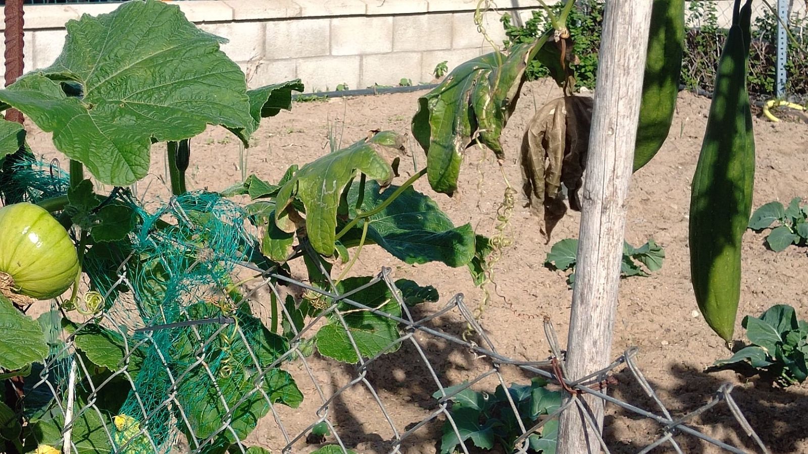Una pequeña calabaza en uno de los huertos.