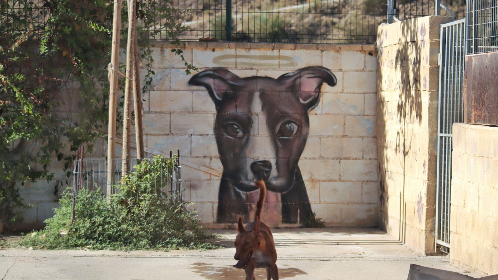 Perro con mural de fondo.