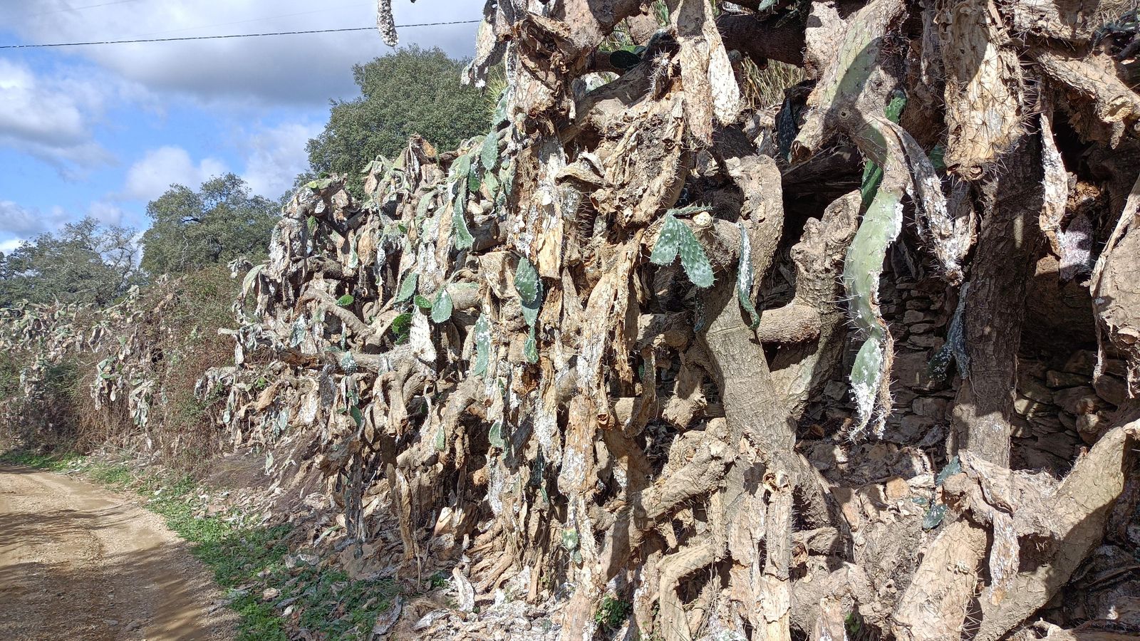Muretes, chumbera o una combinación de ambas delimitarán algunos tramos del recorrido.