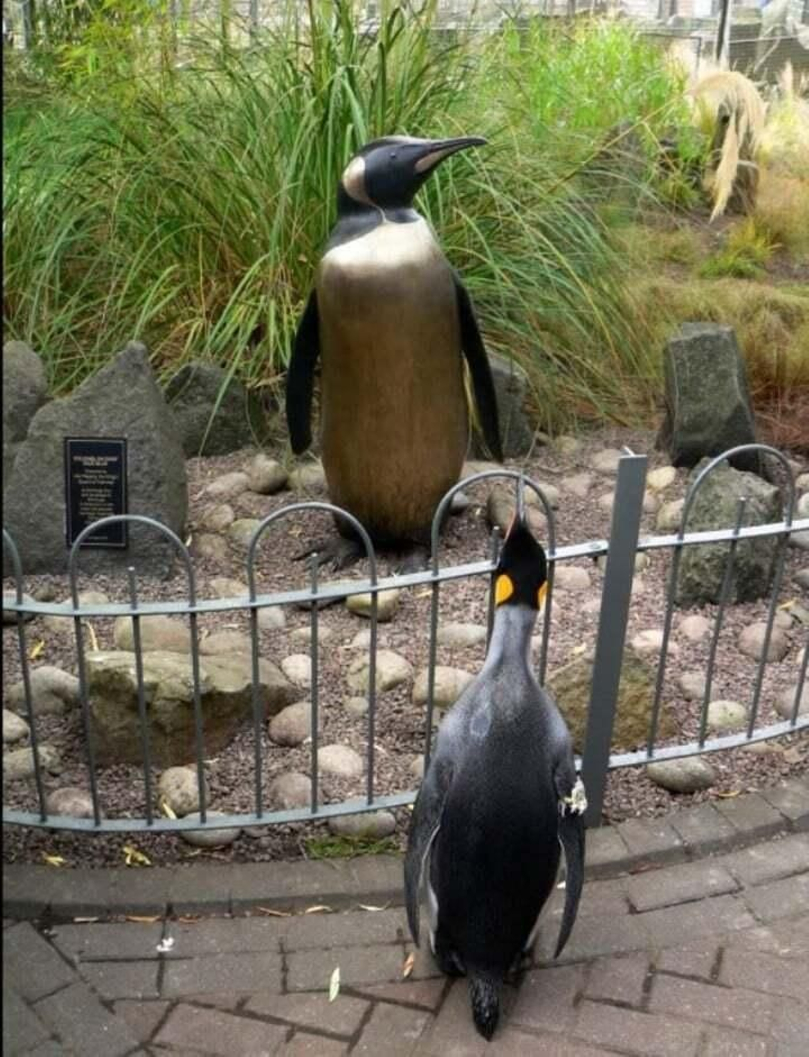 El caballero pingüino ante su estatua en el zoo de Edimburgo