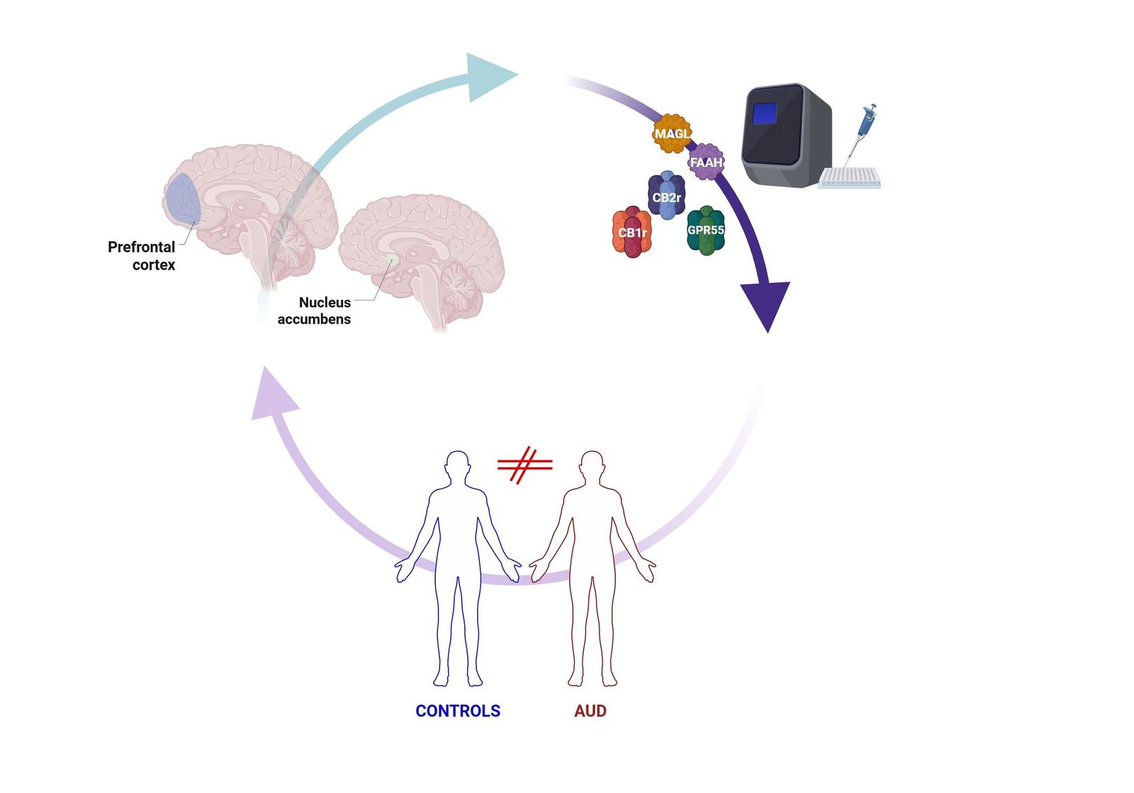 Imagen cedida por el Instituto de Neurociencias.