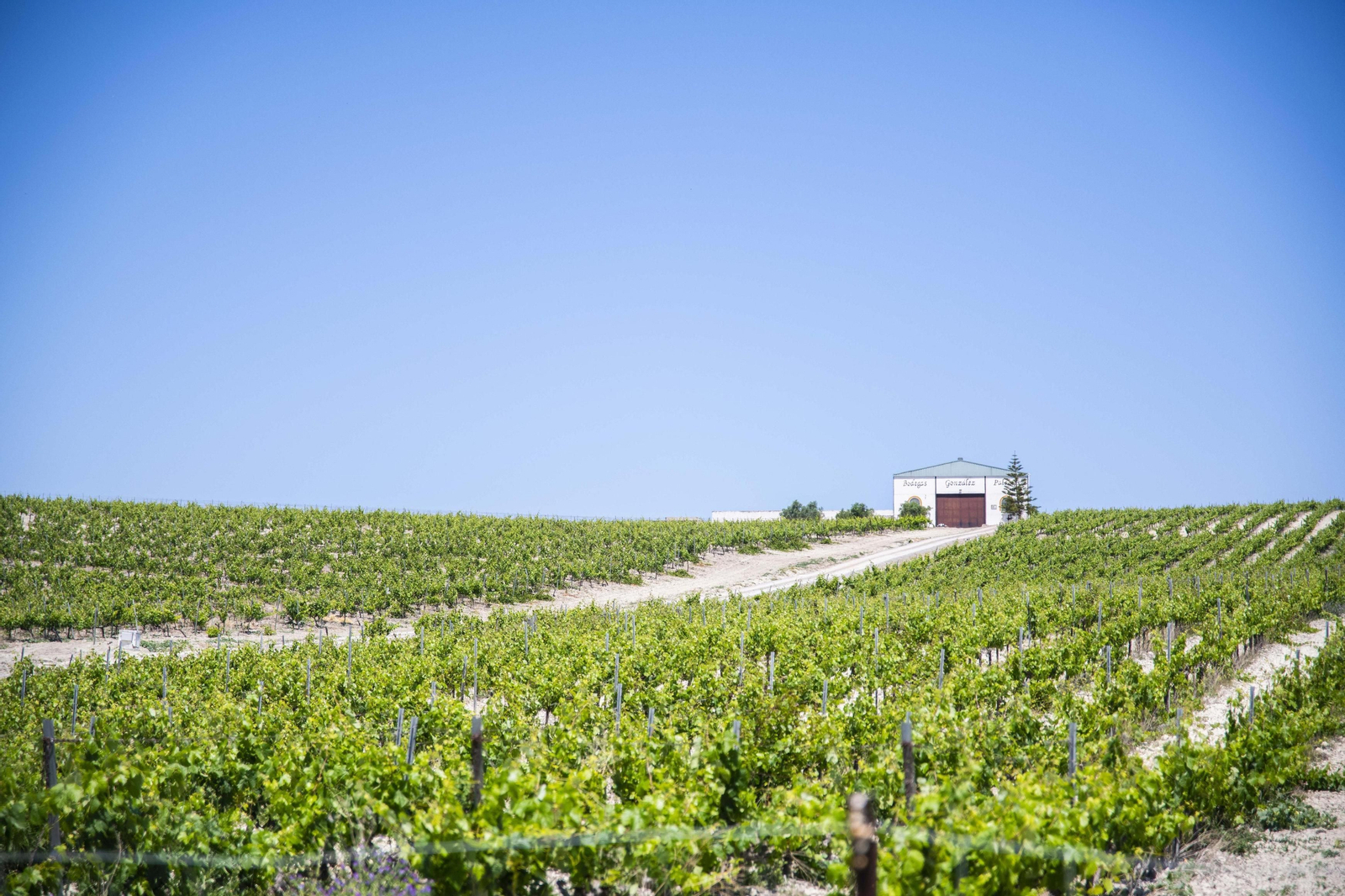 Viñedos y Bodegas González Palacios.