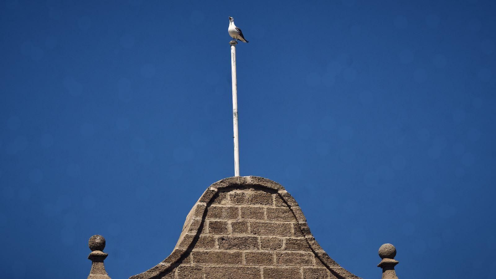 Una gaviota en lo alto de un mástil de la fortaleza.