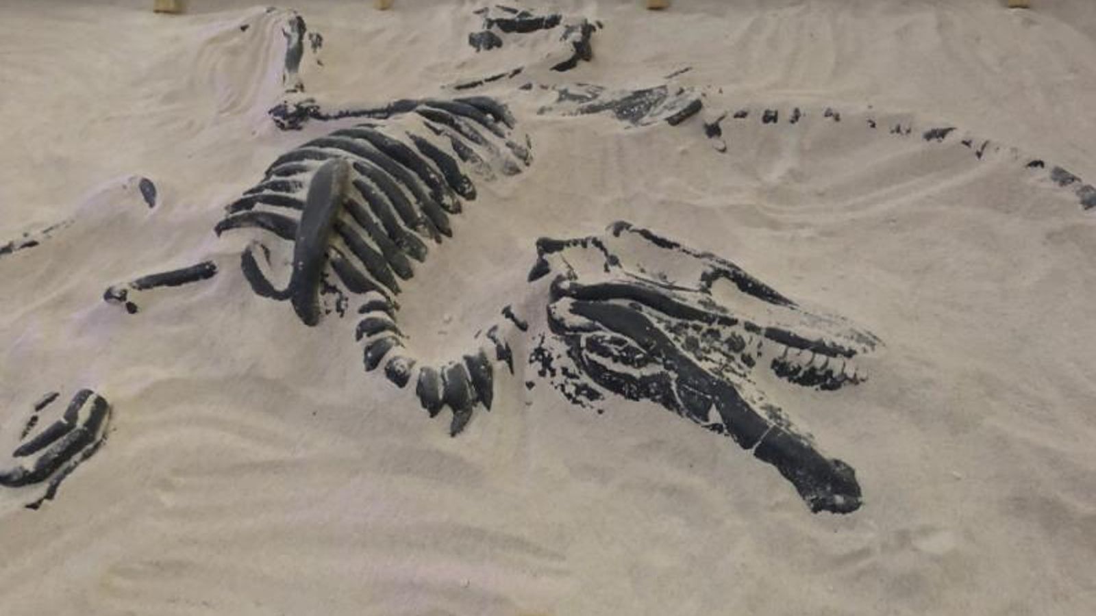 Las excavaciones en la Zona de Paleontología son una de las actividades más emocionantes de la muestra.