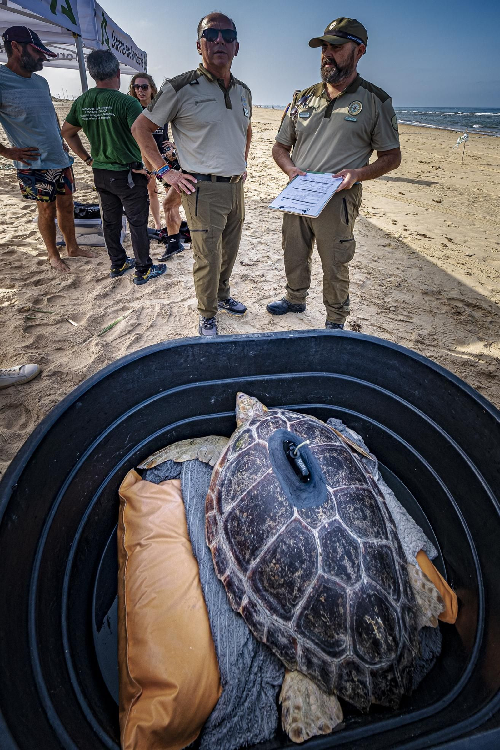 Las imágenes de la vuelta al mar de tres tortugas marinas en la playa de Cortadura, en Cádiz.