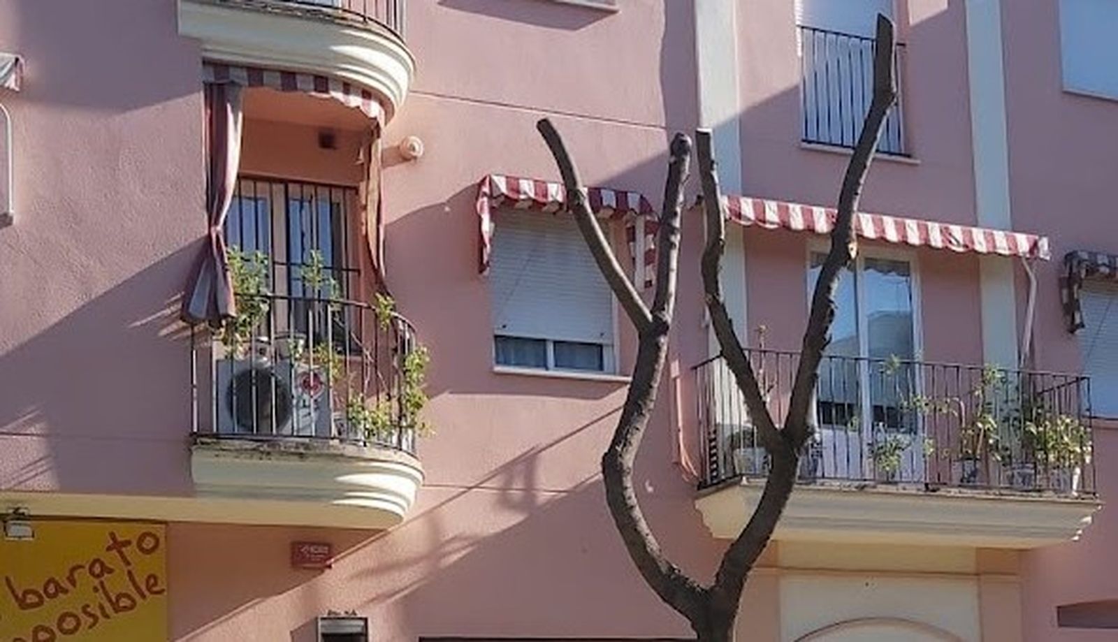 Uno de los árboles podados en la Avenida del Quinto Centenario de Sanlúcar.