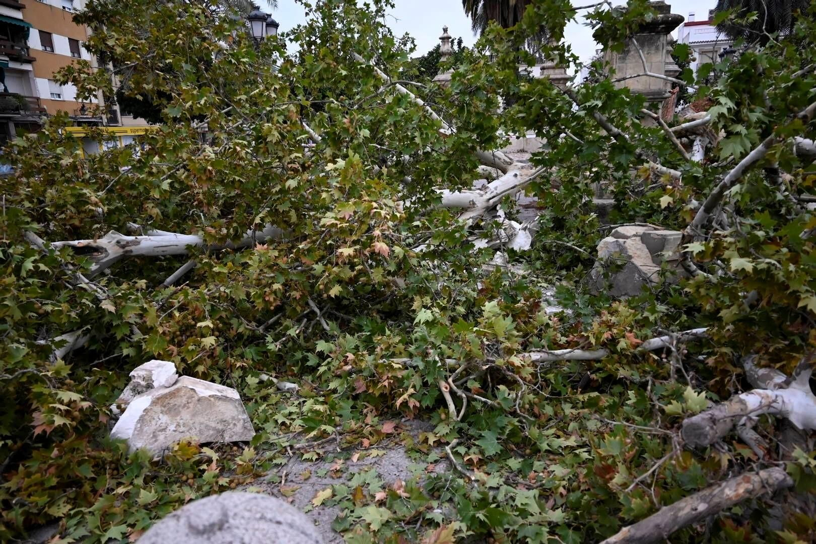 Árboles derribados por las fuertes rachas de viento  de 'Bernard' en Córdoba.