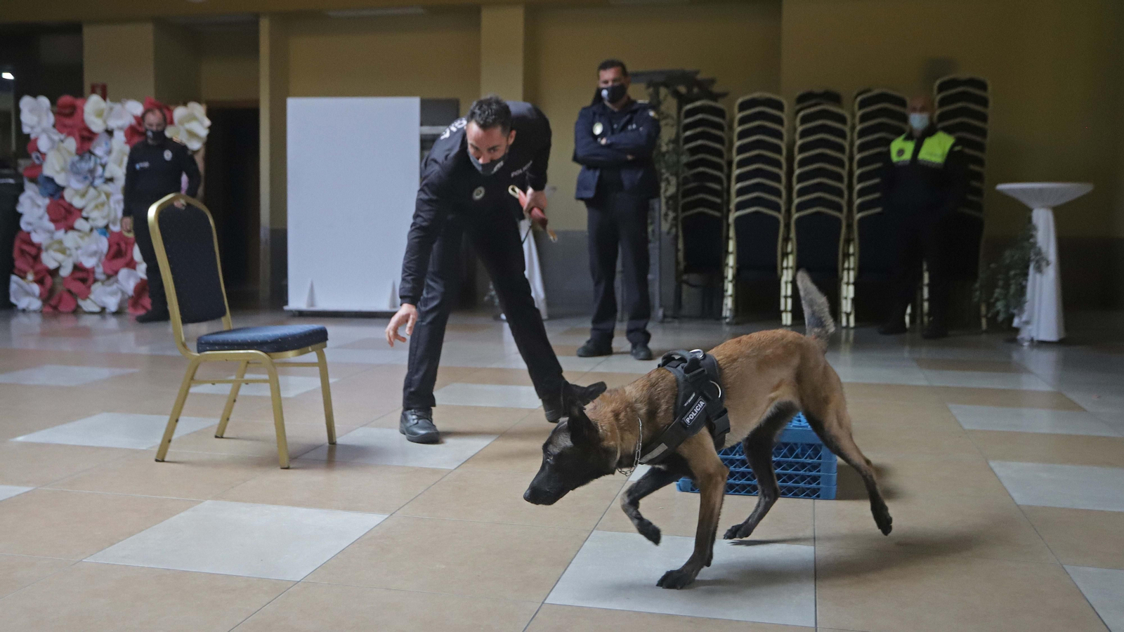 Un perro policía, en plena acción.