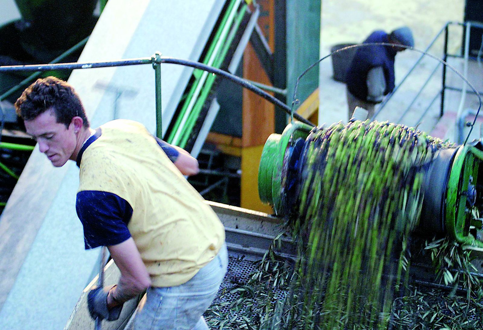 Una máquina moltura en una almazara.